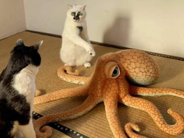 юмор