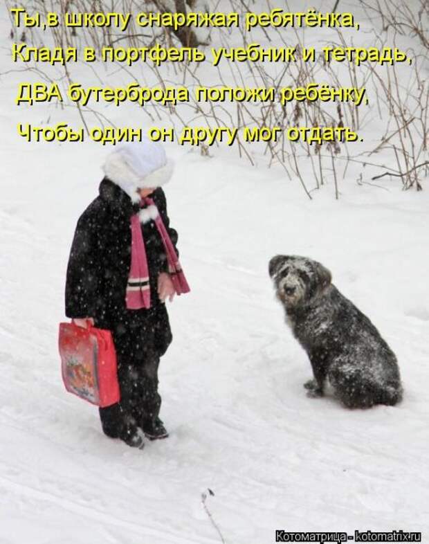 Котоматрицы (картинки с подписями)