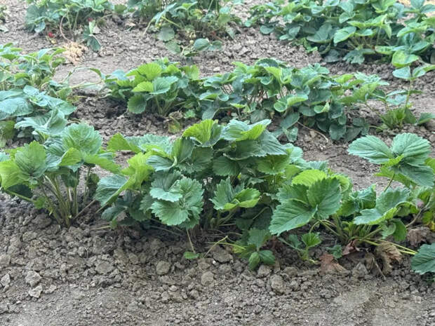 Клубника размером с кулак: высыпьте всего лишь 1 пакетик из шкафа на грядку в этом месяце