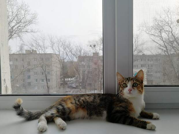 кошка на окне