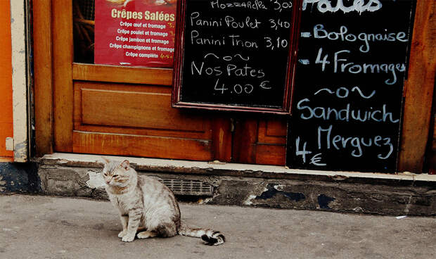 Кот, города котиков
