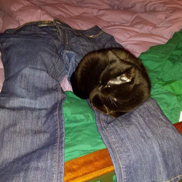 25 кошек, которые спят где угодно, кроме ваших коленей кошки спят, кошки спят в необычных местах