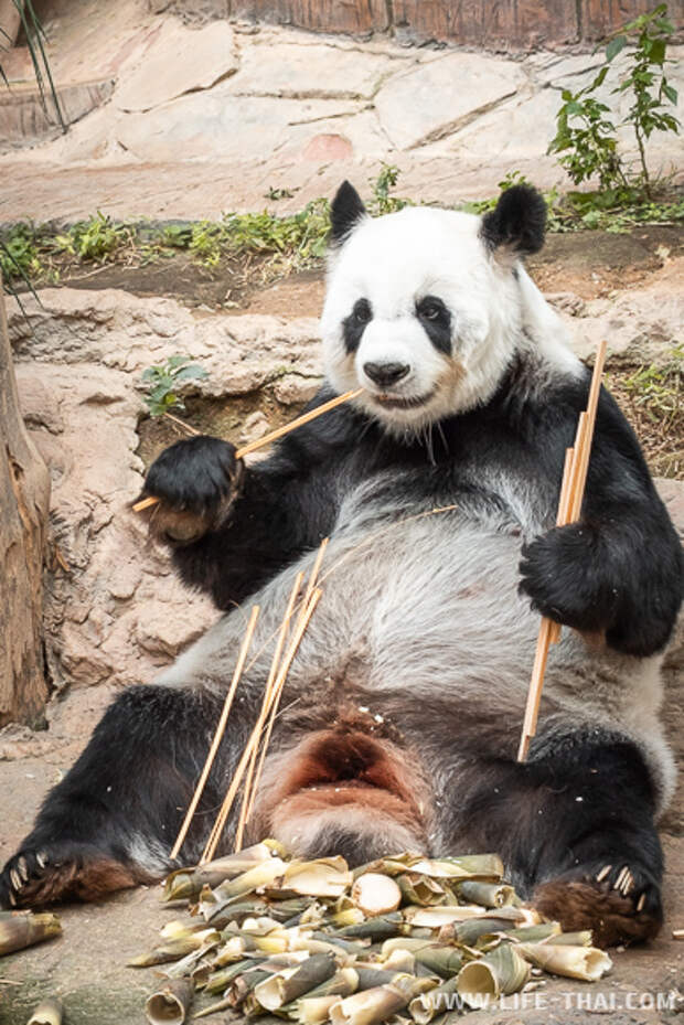 Панды едят мясо. Зоопарк Чиангмая панды. Опасная Панда. Панда ест человека. Кормление панды.