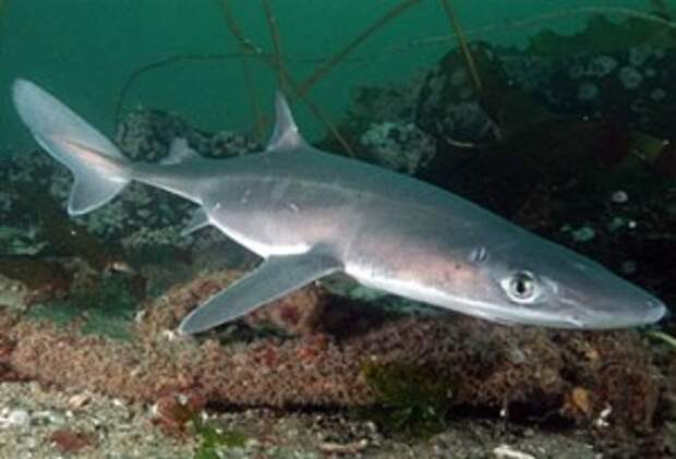 В Черном море в Сочи появились акулы-катраны не опасны для человека