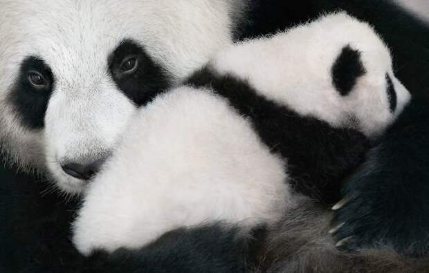 20. Большая панда вымирающие животные, животные, животные фото, исчезающие виды, исчезающие животные, редкие виды, редкие животные, угроза исчезновения