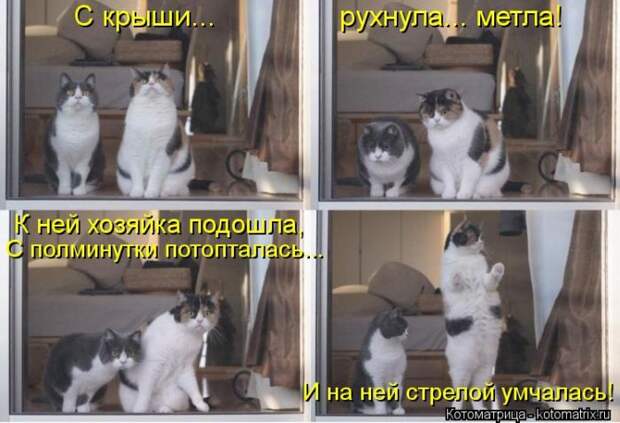 Лучшие котоматрицы недели Лучшие котоматрицы недели