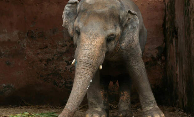 «Самый одинокий слон в мире» 35 лет жил один в вольере. Волонтеры выкупили его и выпустили в Камбодже
