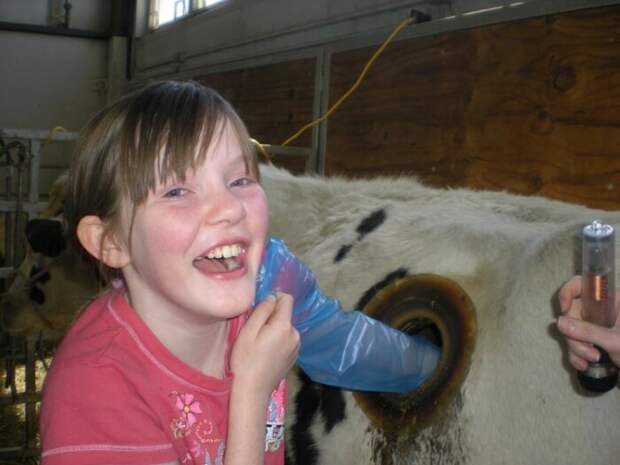 Клапан в боку - это фистула для ветеринарных процедур. Ну, или развлечения детей на экскурсиях на ферму. |Фото: livejournal.com.
