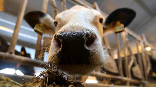 В Новосибирской области изымают домашний скот из-за вспышки бешенства