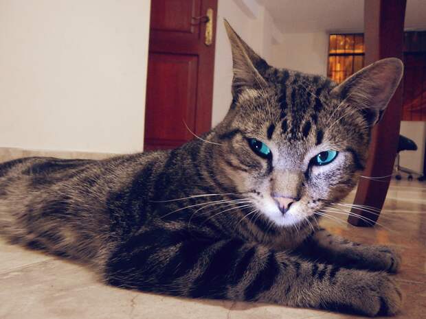 коты и хозяева кот