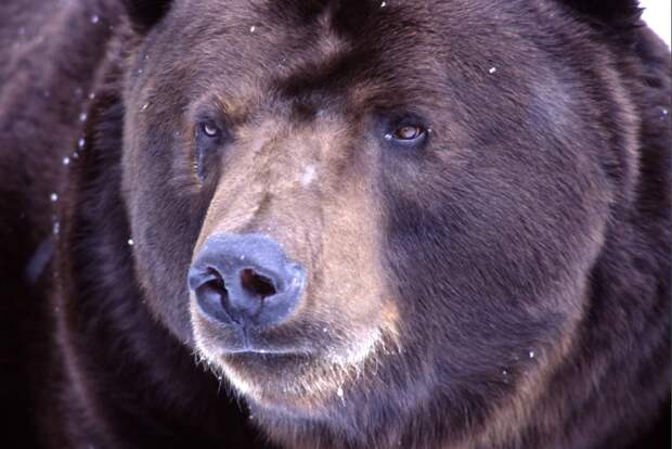 Отпугнул криком: В Башкирии парень едва не стал жертвой трёх медведей