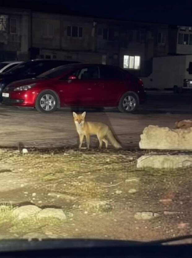 В Кировском шахтёрского района бродит лиса по жилым кварталам https://t.me/webmoney_dn/317358