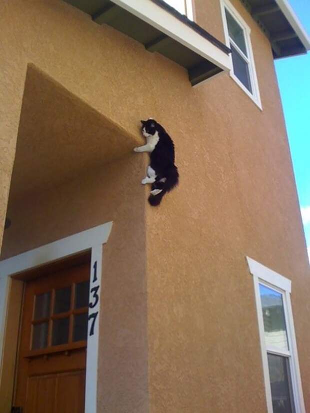 Без кота и жизнь не та