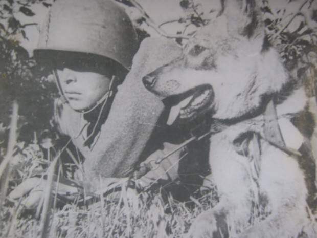 Животные знаменитости. Часть 5. Собаки – герои Великой Отечественной войны.