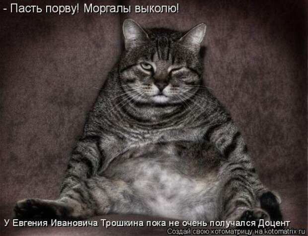 Лучшие котоматрицы недели (50 фото)
