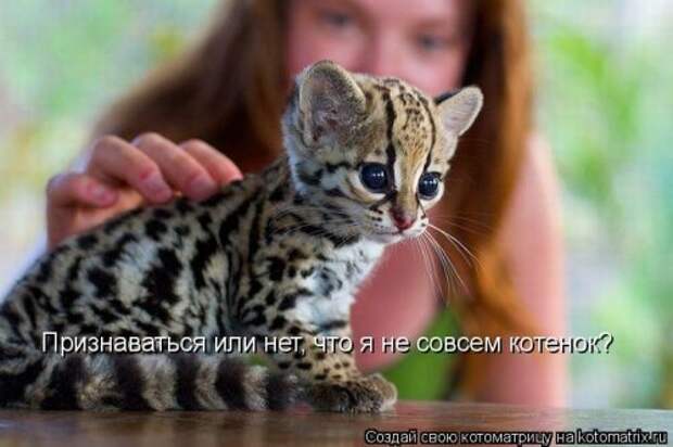 Лучшие котоматрицы недели