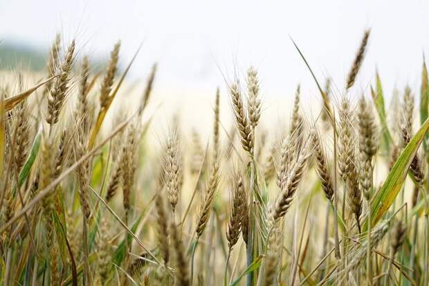 Египет: Доля России в импорте пшеницы выросла до 68%