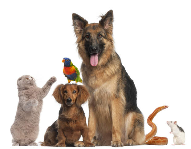 Pets