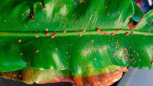 Вредитель комнатных растений Щитовка и ложнощитовка