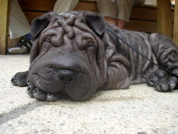 17 потрясающе милых собачек в морщинках