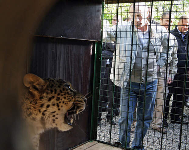 Путин в мире животных: 20 самых милых фотографий главы государства со зверушками