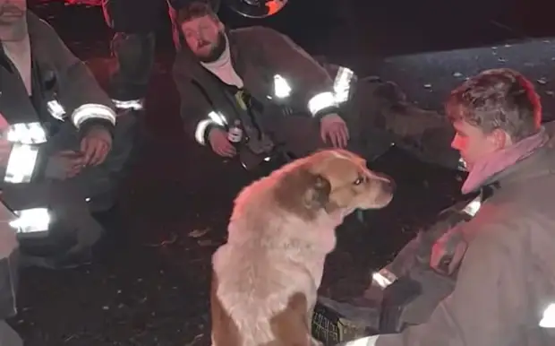 Случайно пробегавший пес спас целую семью от пожара и заслужил уважение