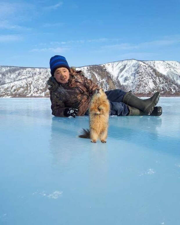 Забавные животные, которые подарят улыбку