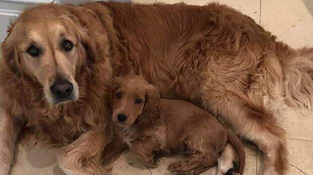 Грустные собачки Две собаки