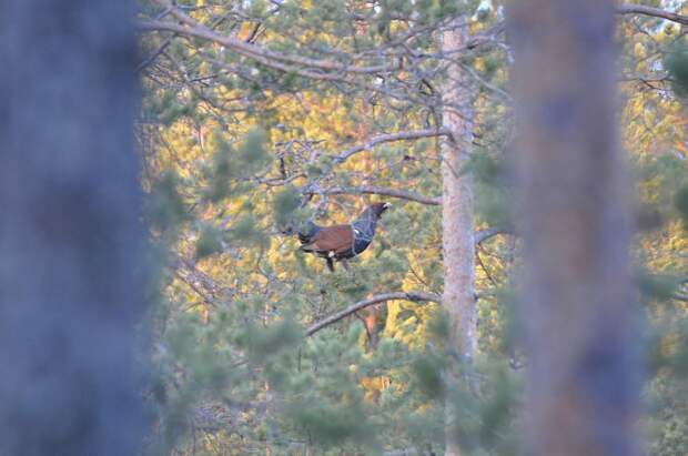 Тонкости охоты на глухаря весной