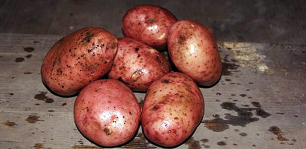 Самые вкусные сорта картофеля: Фото 4