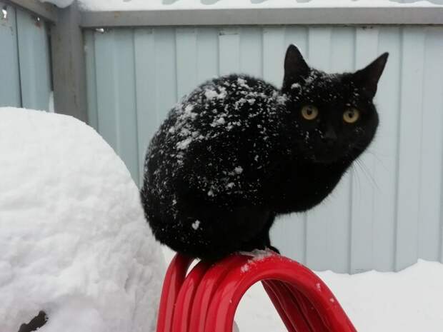 Котики всех стран, объединяйтесь! братья наши меньшие, город, дворовые кошки, кот, улица, уличные кошки, эстетика