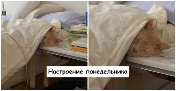 14 уютных фото сладко спящих котов