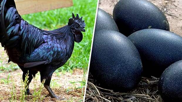 Необычные яйца