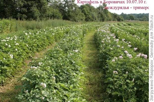 я мульчирую триммером