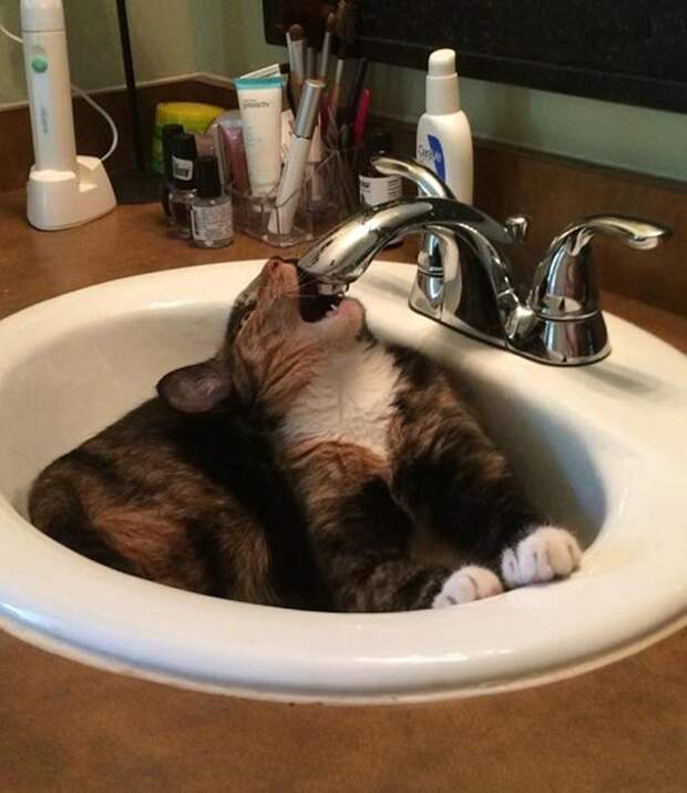 коты любят воду, коты купаются, коты вода