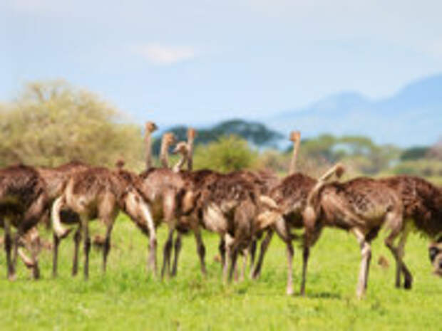 Клуб путешествий Павла Аксенова. Танзания. Ostrich family in Serengeti national park in Tanzania. Фото Shalamov - Depositphotos