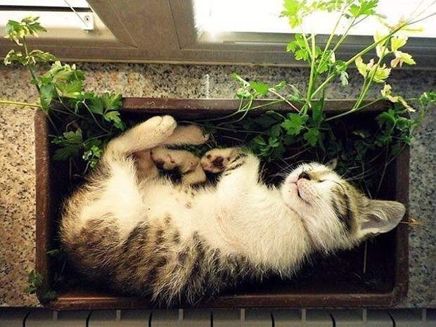 Коты-флористы