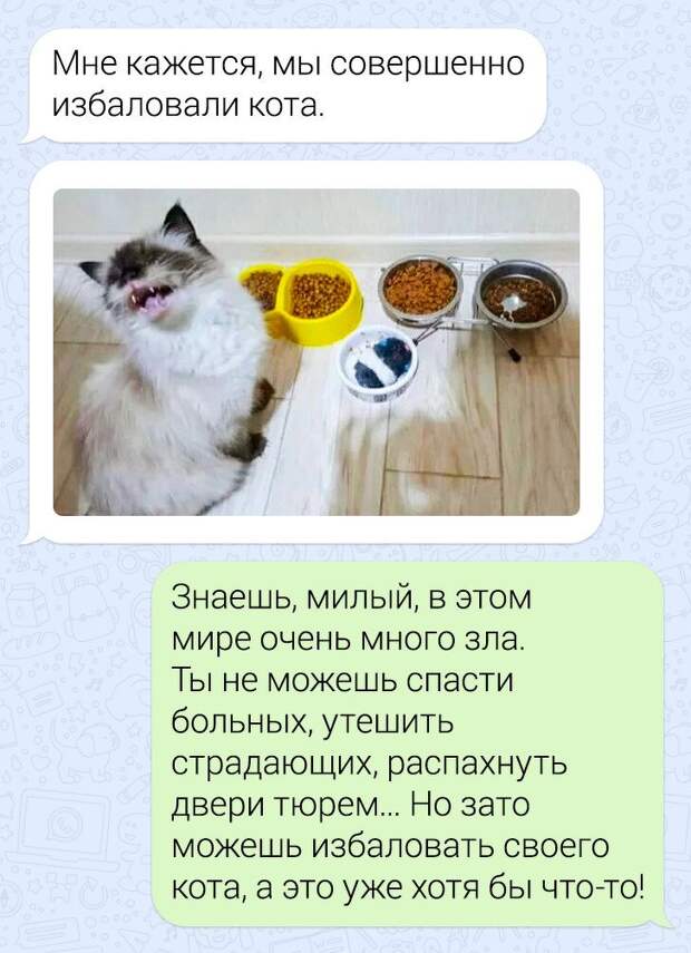 Ситуации, которые показывают, что это кошки заводят нас, а не мы их