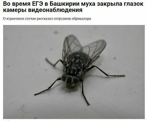 Креативные новостные заголовки на грани кликбейта Креативные новостные заголовки на грани кликбейта газеты, заголовки, мастер пера 80 лвл, пресса, скриншоты, смешно, статьи, юмор
