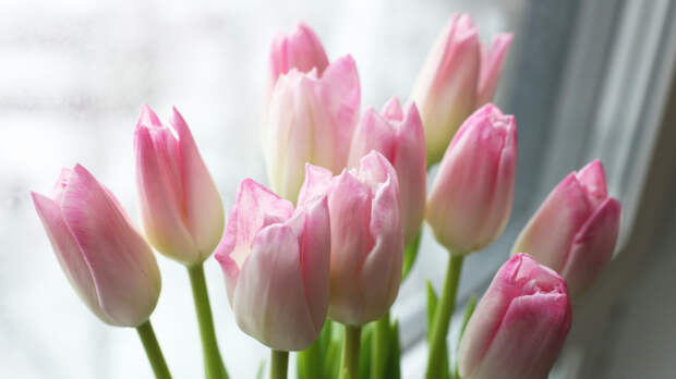 Тюльпаны — бесспорный фаворит 8 Марта: сколько в среднем тратят на букет