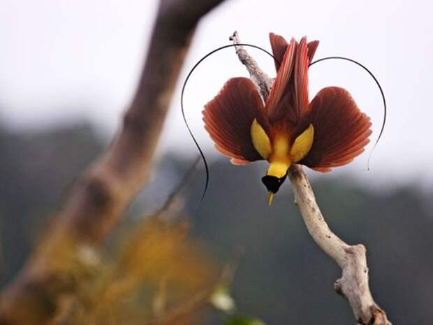 tim-laman-bird_4089_600x450