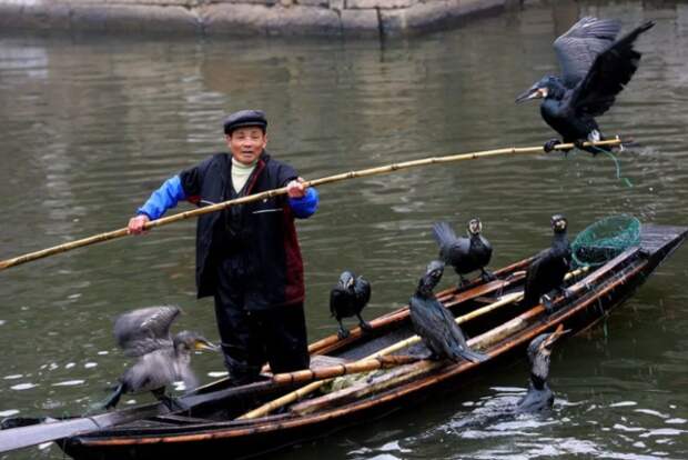Удивительная и красивая Рыбалка с бакланом в Китае