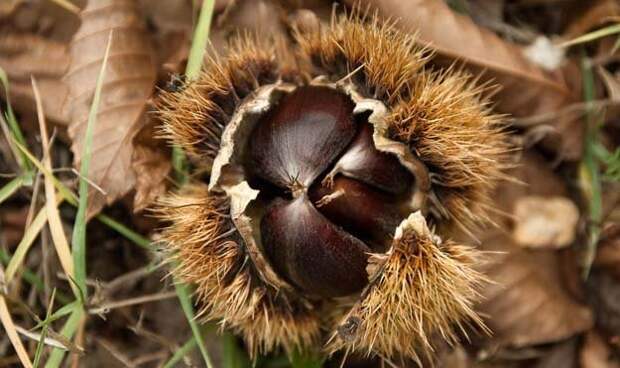 Осень и здоровье. При чем здесь каштаны