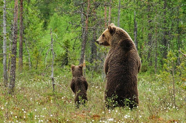 Милые малыши из мира животных