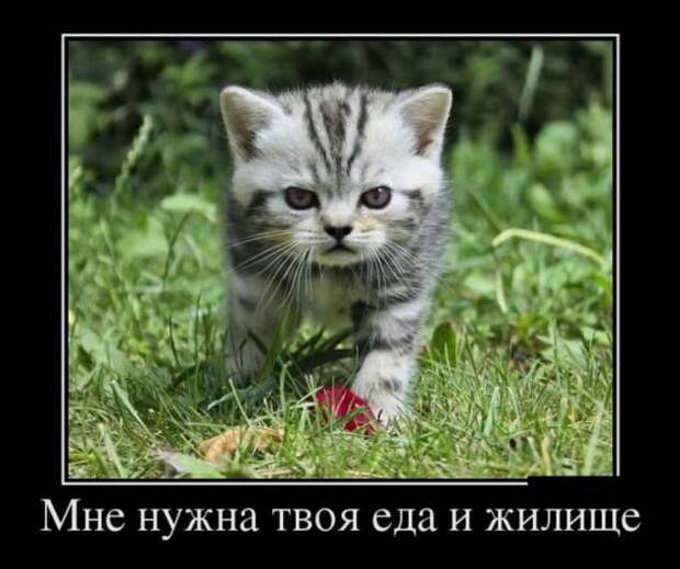 Демотиваторы. Подборка chert-poberi-chert-poberi-10240805052020-12 картинка chert-poberi-10240805052020-12