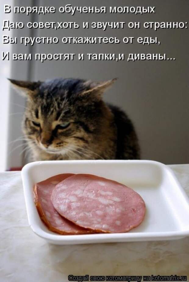 Лучшие котоматрицы недели (50 фото)