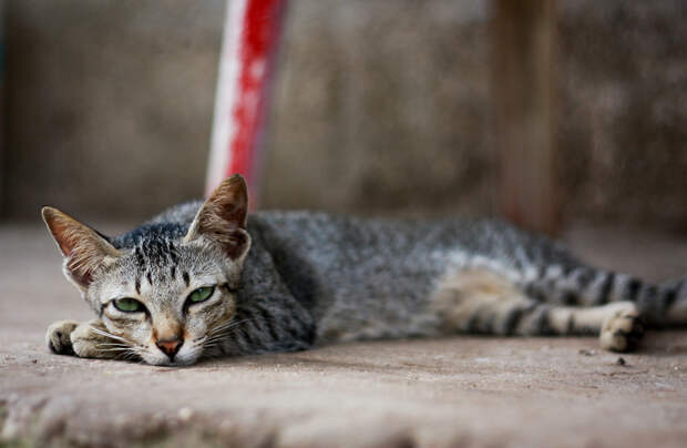Кот, города котиков