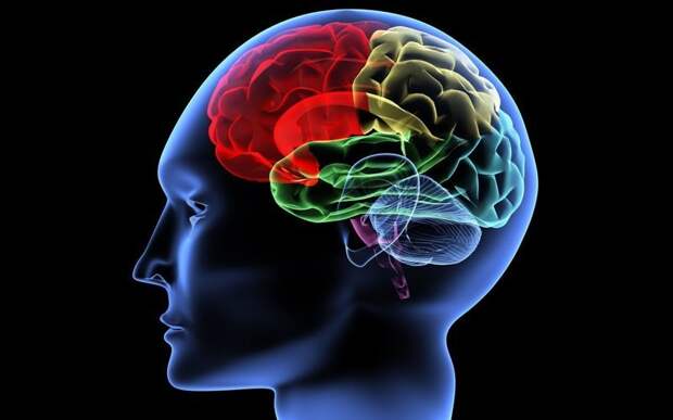 Правда ли, что мозг человека задействован на 10%? вопросы, интересное, мир, наука, познавательно, факты