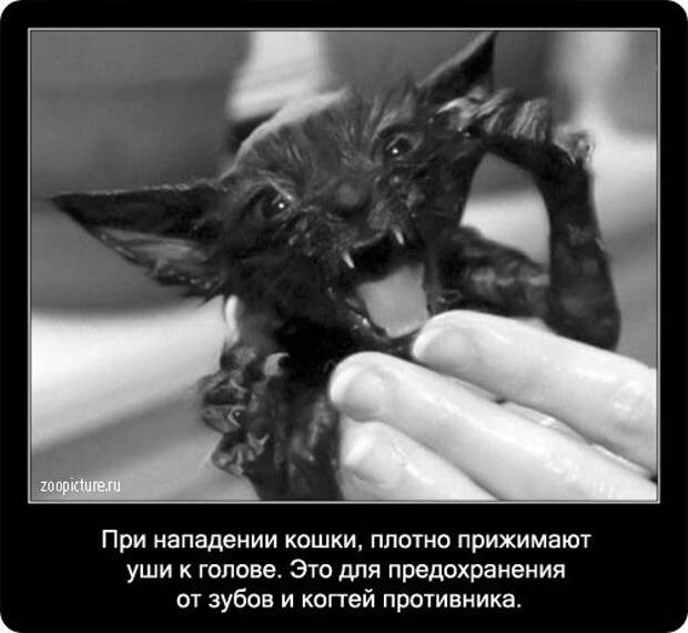 Факты о кошках в картинках