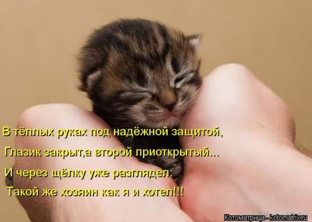 Лучшие котоматрицы недели (50 фото) Лучшие котоматрицы недели (50 фото)